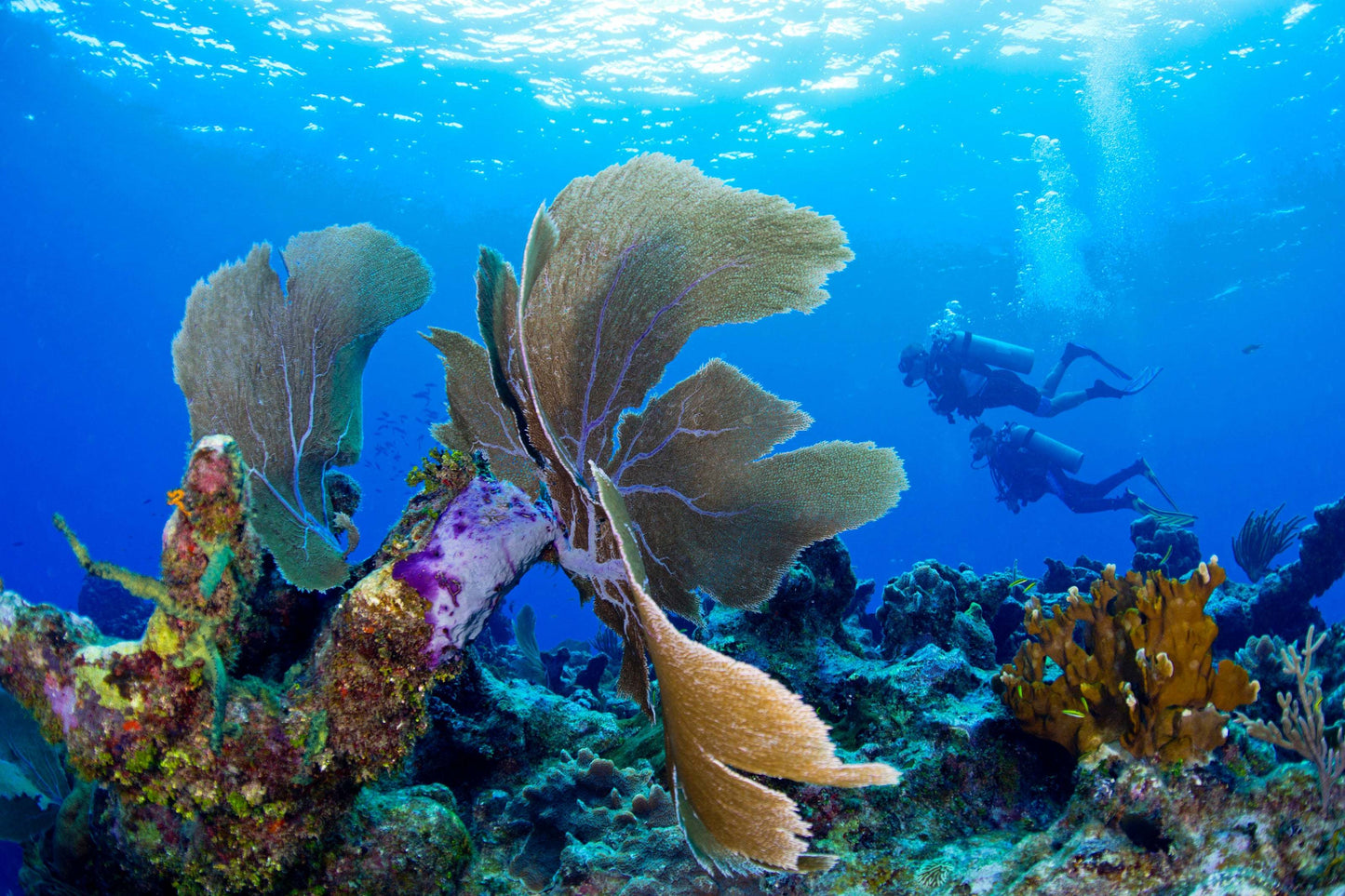 Scuba refresher course divers exploring vibrant coral reef underwater