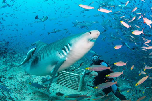 Fiji Vacation August 14thFiji Vacation August 14th to August 23rd, 2025